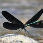 珍しい黒いトンボは神様トンボ～幸運の前兆それとも不吉？